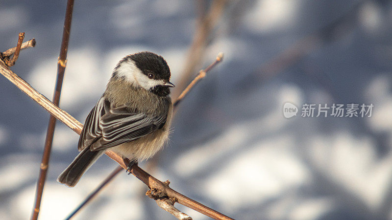 黑头山雀(Poecile atricapillus)，黑头山雀，黑头山雀。